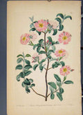 Original Old Antique Print Flora Fauna Flower Colour *17 Fine Art 1855