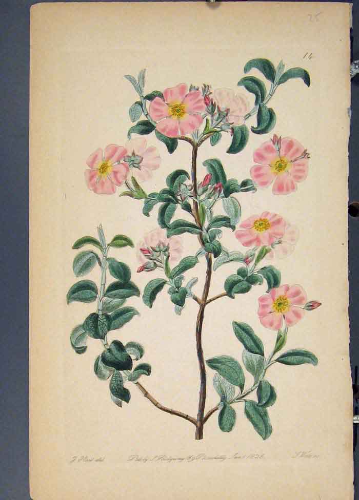 Original Old Antique Print Flora Fauna Flower Colour *17 Fine Art 1855