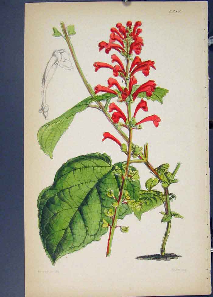 Original Old Antique Print Flora Fauna Flower Colour *21 Fine Art 1855