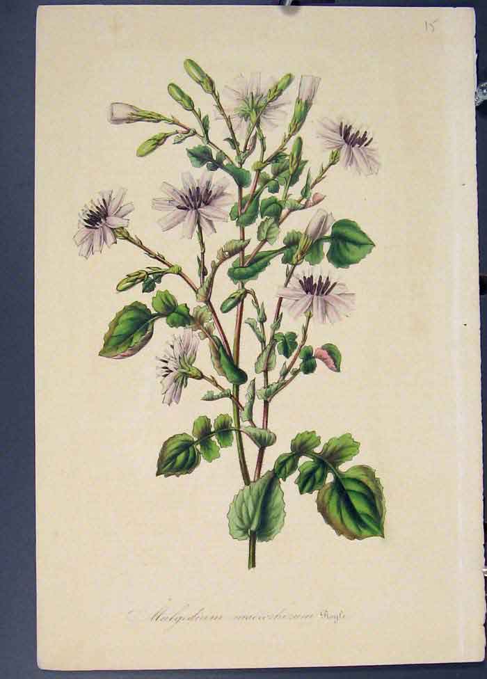 Original Old Antique Print Mulgedium Flora Fauna Flower Colour