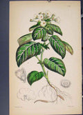 Original Old Antique Print Flora Fauna Flower Colour *24 Fine Art 1855