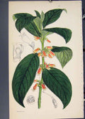 Original Old Antique Print Flora Fauna Flower Colour *26 Fine Art 1855