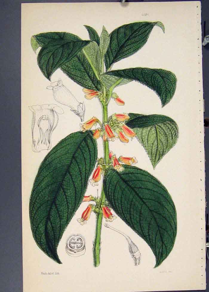 Original Old Antique Print Flora Fauna Flower Colour *26 Fine Art 1855