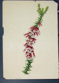 Original Old Antique Print Flora Fauna Flower Colour *28 Fine Art 1855