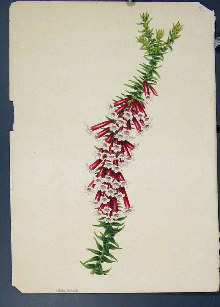Original Old Antique Print Flora Fauna Flower Colour *28 Fine Art 1855