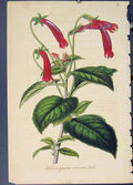 Original Old Antique Print Liuphocamphlus Coccineus Hook Flora Fauna 1855 19th