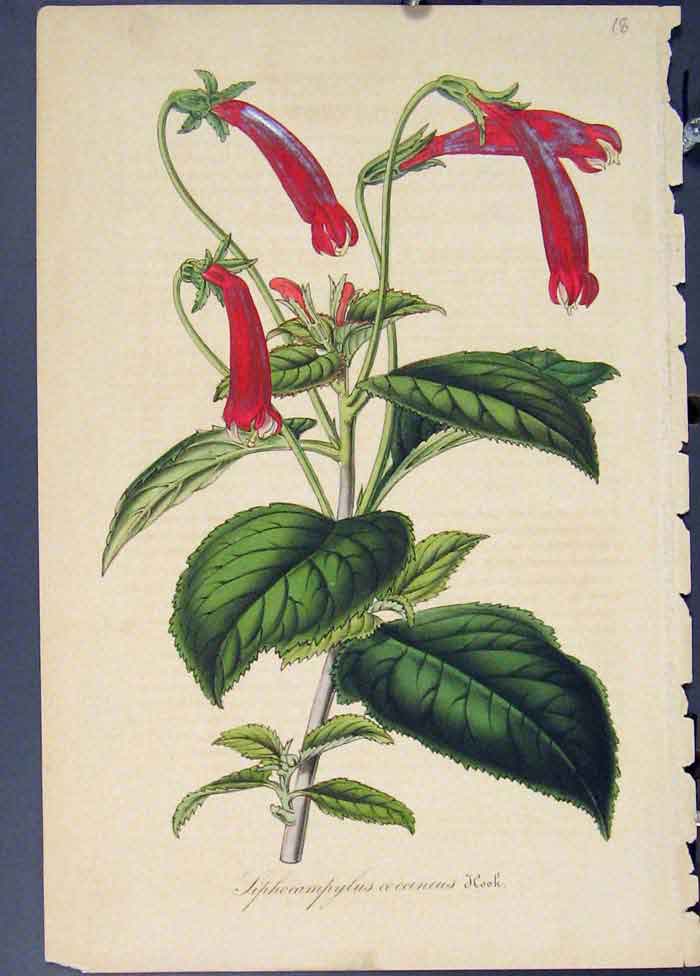 Original Old Antique Print Liuphocamphlus Coccineus Hook Flora Fauna 1855 19th