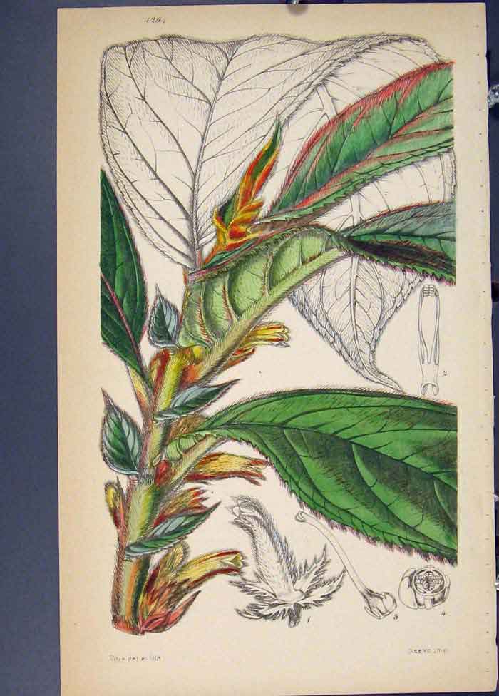 Original Old Antique Print Flora Fauna Flower Colour *30 Fine Art 1855