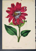 Original Old Antique Print Echinacea Intermedia Flora Fauna Flower Colour