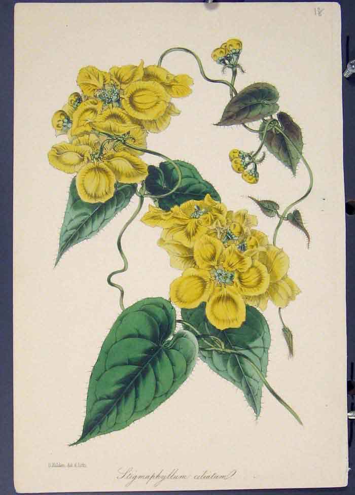 Original Old Antique Print Stigmaphyllum Flora Fauna Flower Colour Art