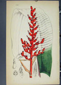 Original Old Antique Print Ref.9 Flora Fauna Flower Colour 1855