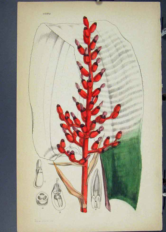 Original Old Antique Print Ref.9 Flora Fauna Flower Colour 1855