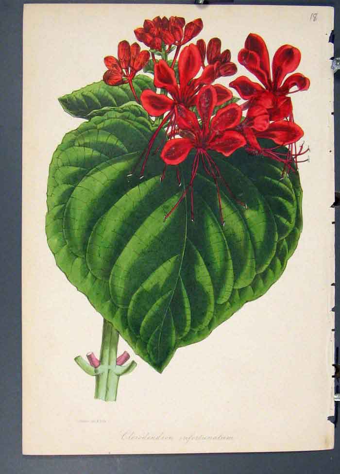 Original Old Antique Print Clerodendion Infortunatum Flora Fauna Flower