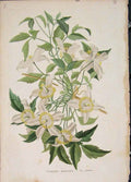 Original Old Antique Print Clematis Montana Flora Fauna Flower Colour