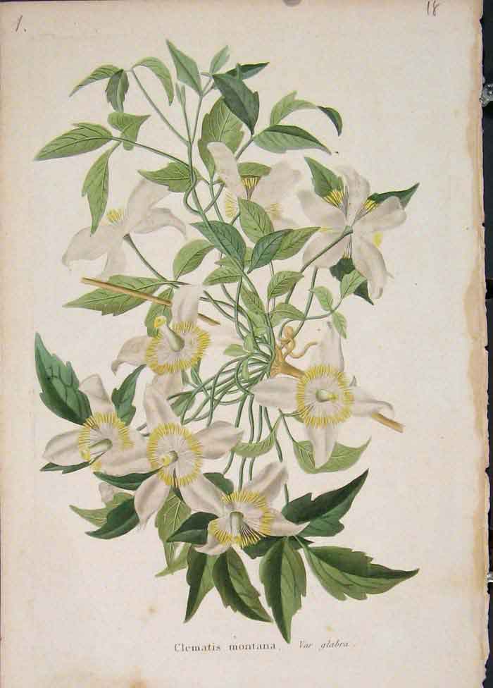 Original Old Antique Print Clematis Montana Flora Fauna Flower Colour