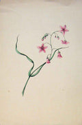 Original Old Antique Print Flower Plant Pink Colour Fine Art C1855 Victorian