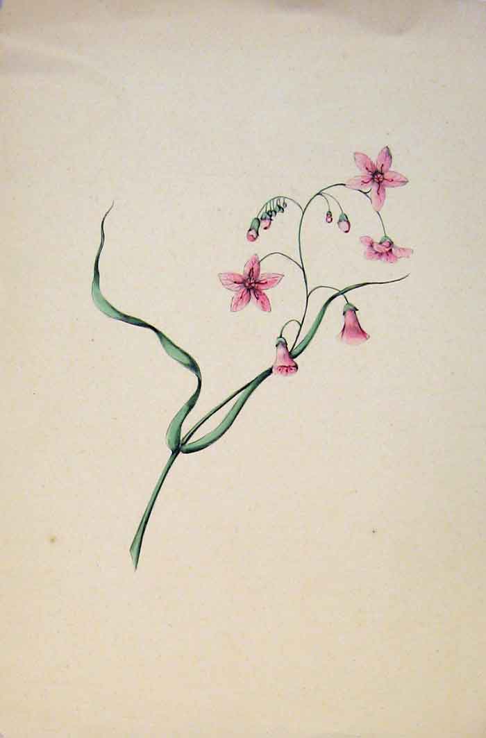 Original Old Antique Print Flower Plant Pink Colour Fine Art C1855 Victorian