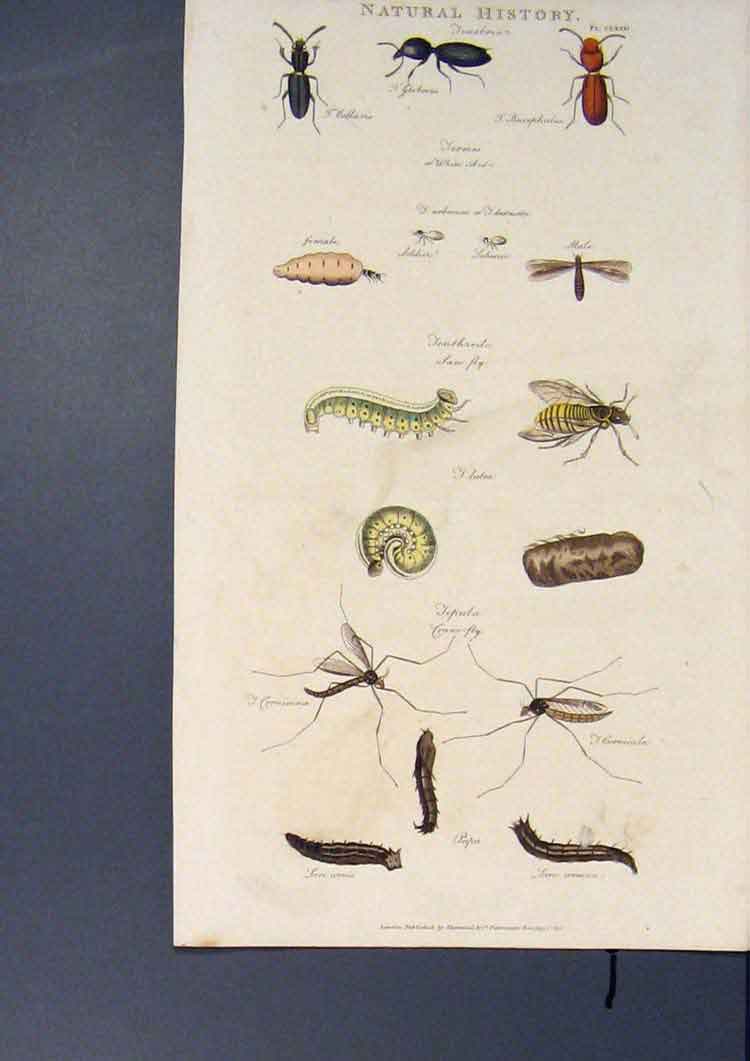 Original Old Antique Print Flies Bees Fly Bee Beetle Beetles Colour C1812 19th