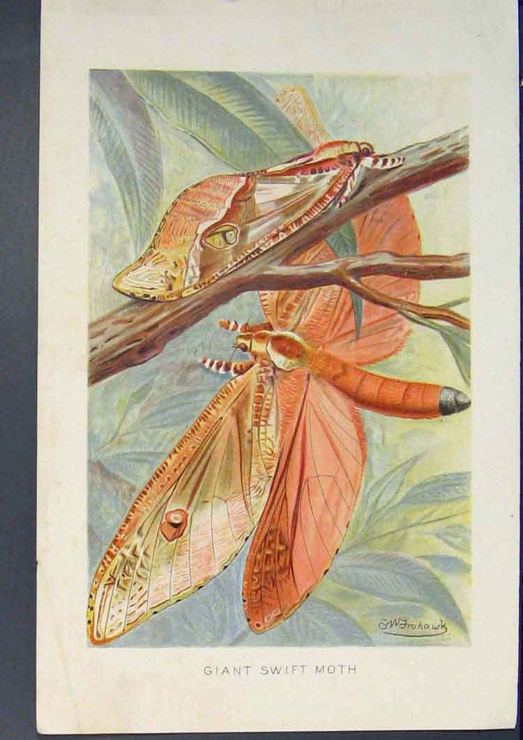 Original Old Antique Print Moth Giant Swift Colour C1866 Fine Art 19th