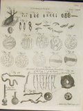 Original Old Antique Print Animal Cules Sea Ocean Araemoeter A.Bell C1790 18th