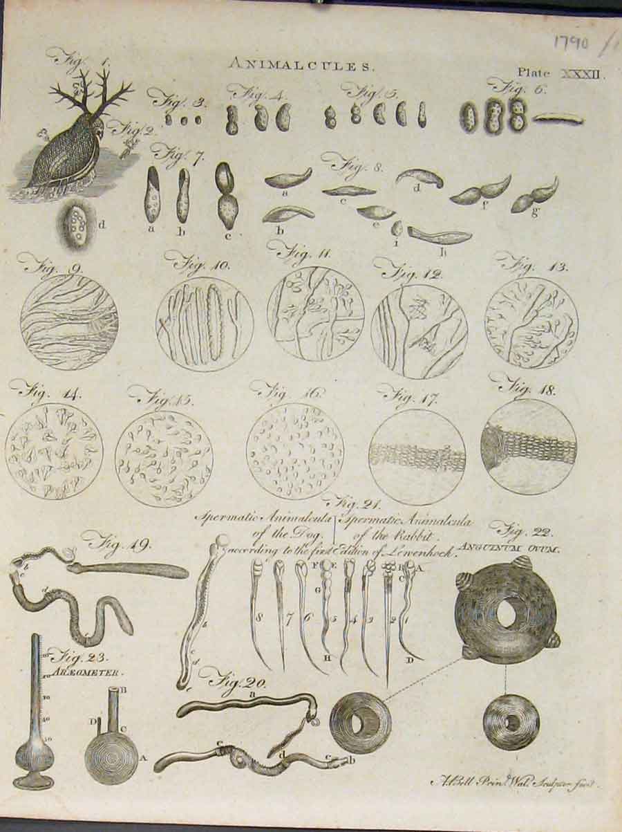 Original Old Antique Print Animal Cules Sea Ocean Araemoeter A.Bell C1790 18th