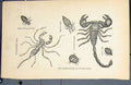 Original Old Antique Print Bug Scorpion Louse Water Flea Trantula Fine Art C1881