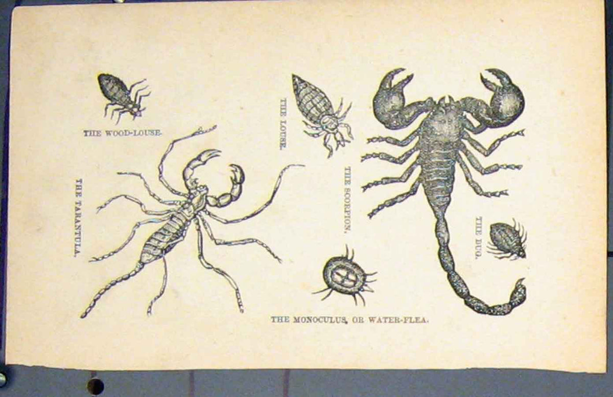 Original Old Antique Print Bug Scorpion Louse Water Flea Trantula Fine Art C1881