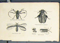 Original Old Antique Print Beetle Cockroach Winged Ant Inscet Fine Art C1881