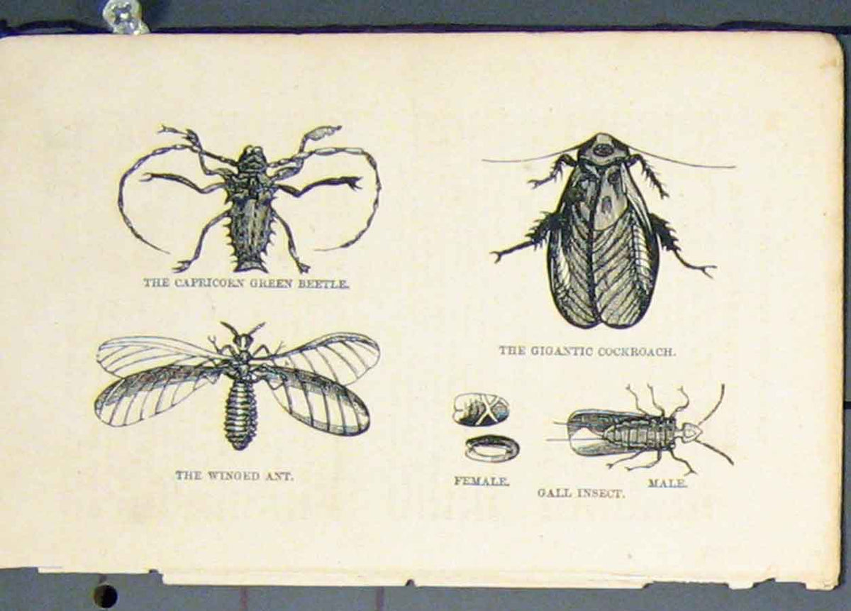 Original Old Antique Print Beetle Cockroach Winged Ant Inscet Fine Art C1881
