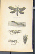 Original Old Antique Print Dragon Fly Leech Cricket Ant C1881 19th