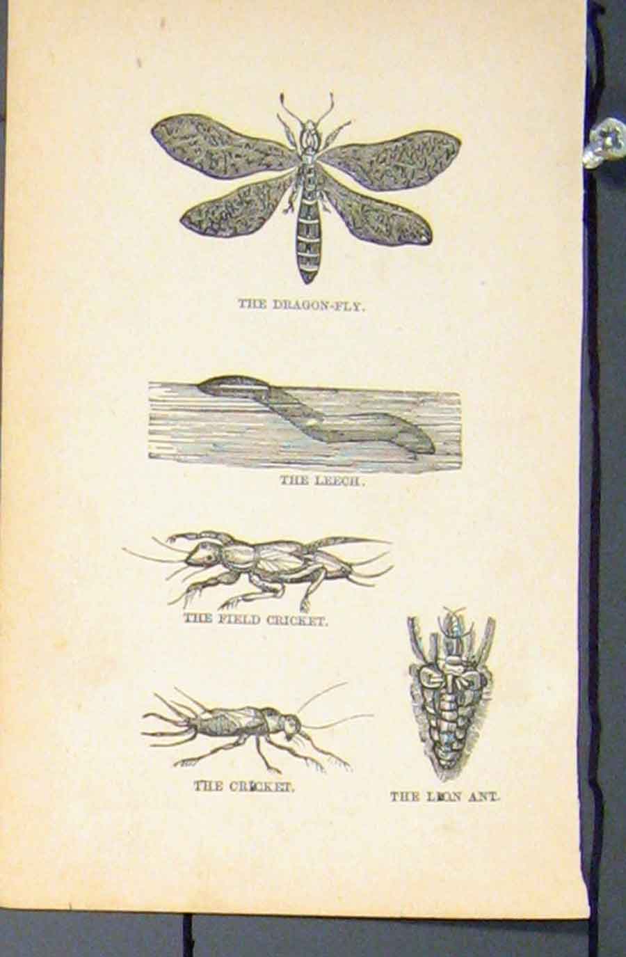 Original Old Antique Print Dragon Fly Leech Cricket Ant C1881 19th