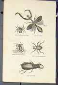 Original Old Antique Print Spider Locust Water Cricket Beetle Fine Art C1881