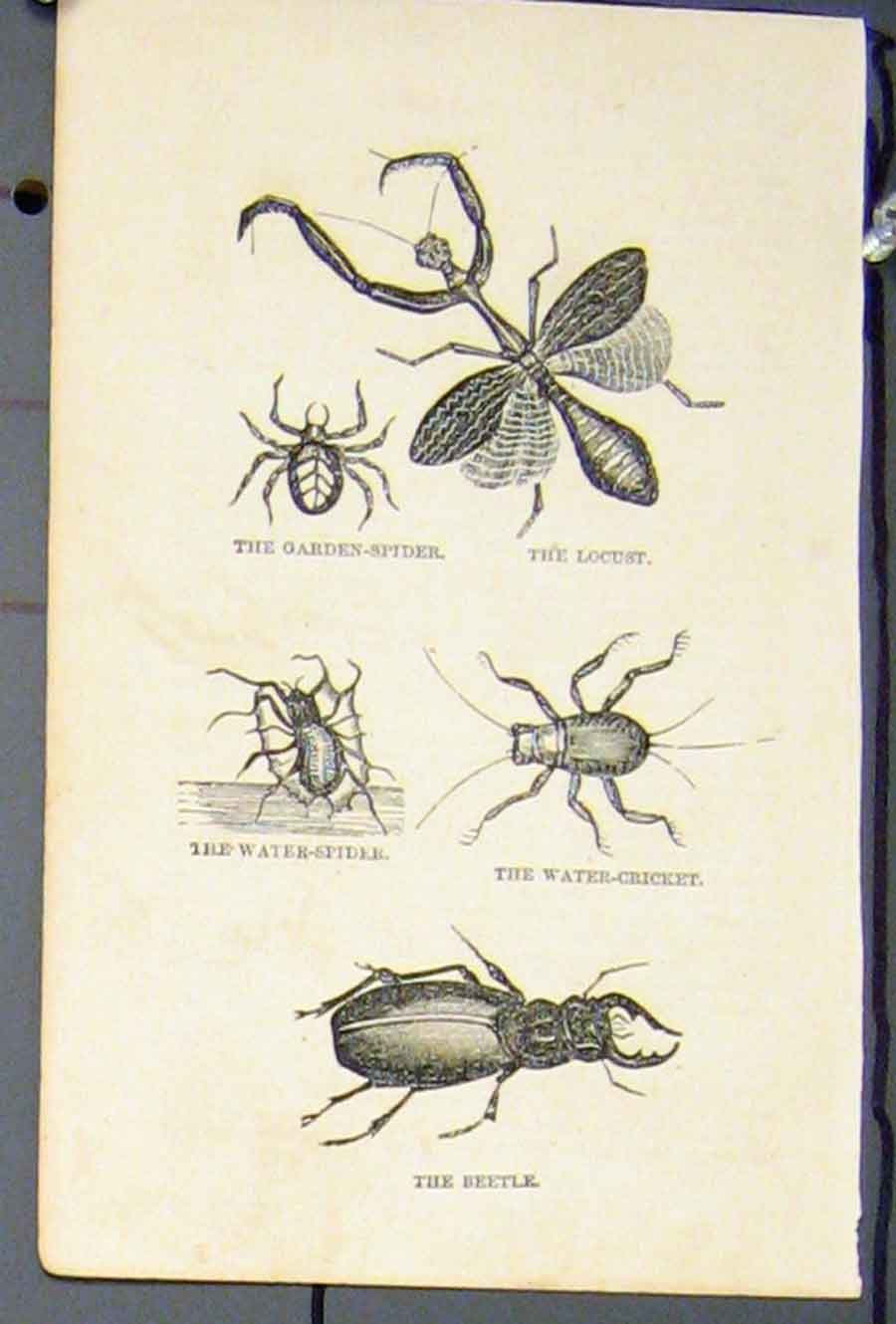 Original Old Antique Print Spider Locust Water Cricket Beetle Fine Art C1881