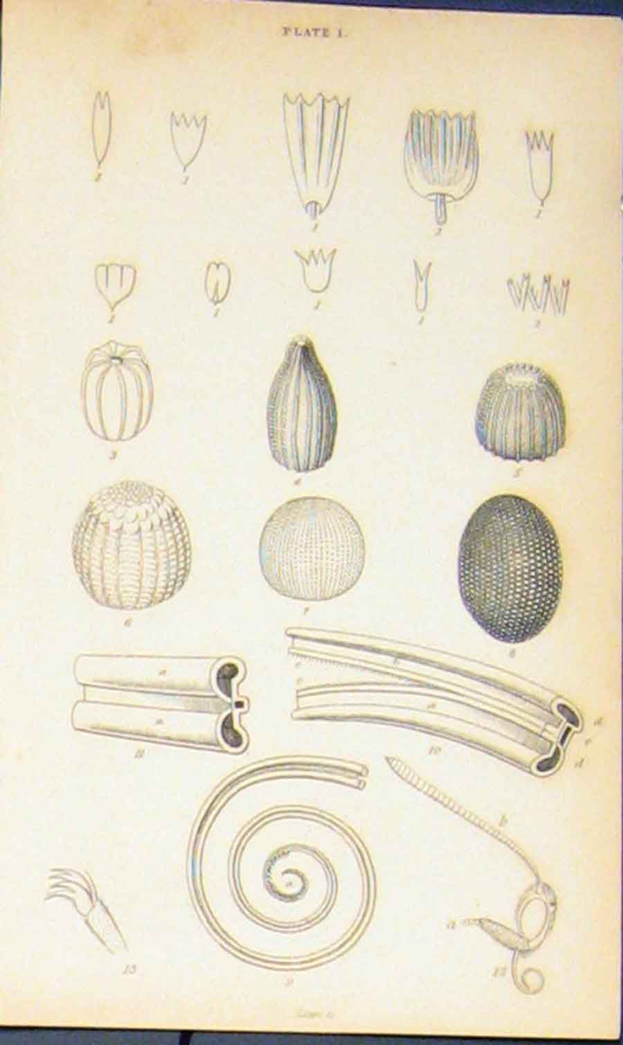 Original Old Antique Print Unknown C1835 Fine Art 19th Century