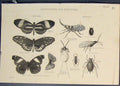 Old Antique Print Lepidoptera Hemiptera Butterfly Mouth Beetle Lice C1860 19th