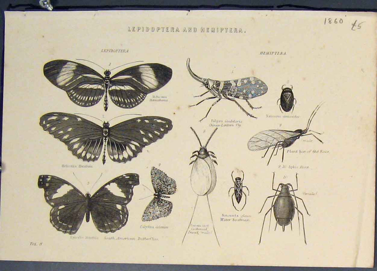 Old Antique Print Lepidoptera Hemiptera Butterfly Mouth Beetle Lice C1860 19th
