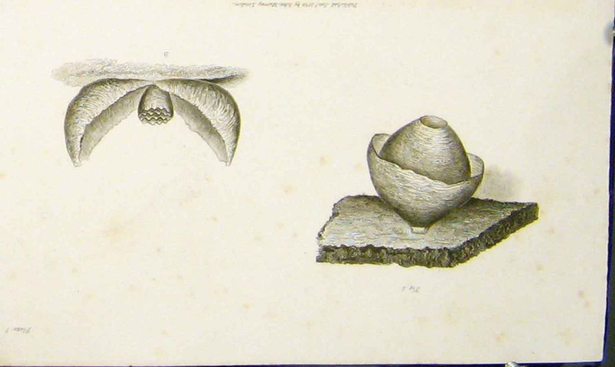 Original Old Antique Print Flower Flowers Plant Plants Biology Leave Leaves