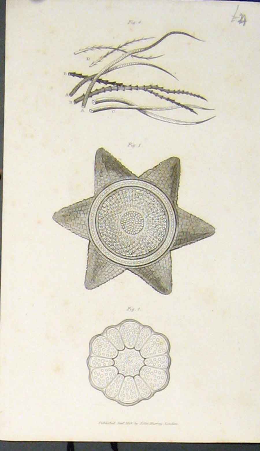 Original Old Antique Print Flower Flowers Plant Plants Leave Leaves Biology
