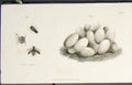 Original Old Antique Print Flora Fauna Flower Flowers Plant Plants Inscet