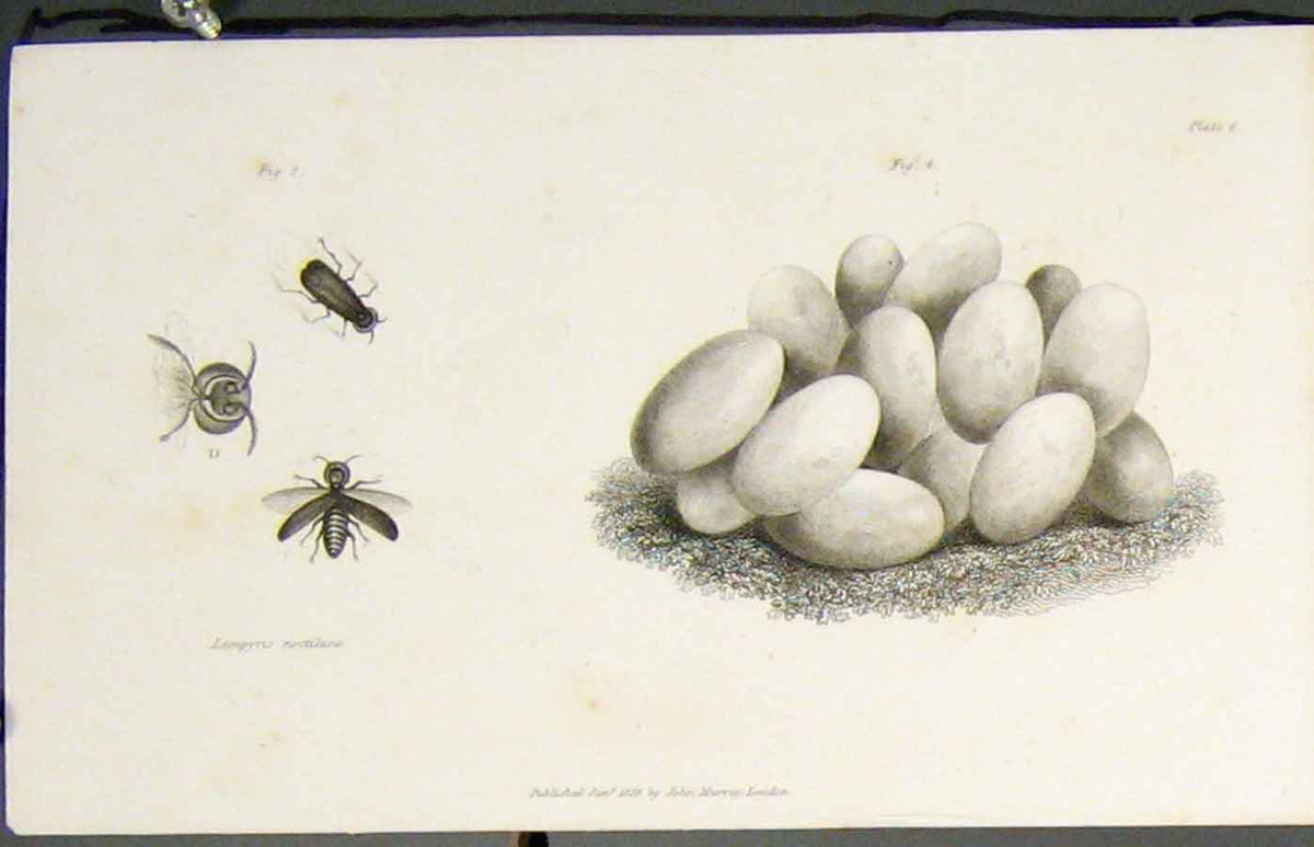 Original Old Antique Print Flora Fauna Flower Flowers Plant Plants Inscet