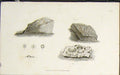 Original Old Antique Print Flower Flowers Plant Plants Leave Leaves