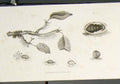 Original Old Antique Print Flora Fauna Flower Flowers Plant Plant 19th Century