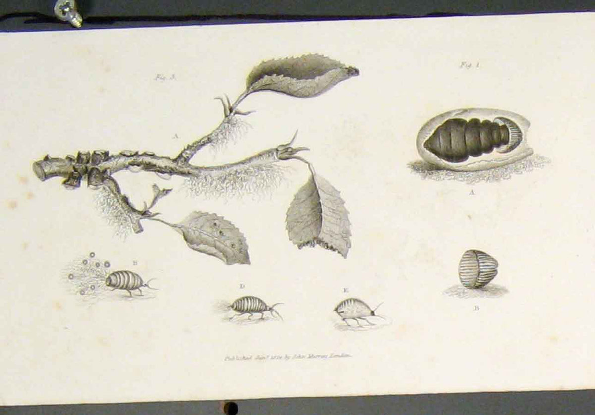Original Old Antique Print Flora Fauna Flower Flowers Plant Plant 19th Century