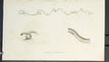 Original Old Antique Print Orginal Flora Fauna Flower Flowers Plant Plants C