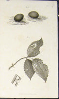 Original Old Antique Print Orginal Flora Fauna Flower Flowers Plant Plants