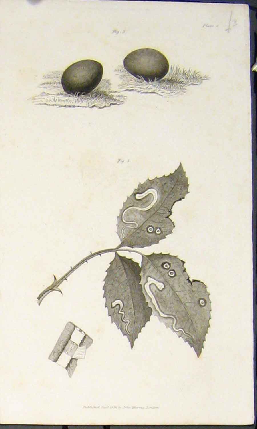 Original Old Antique Print Orginal Flora Fauna Flower Flowers Plant Plants