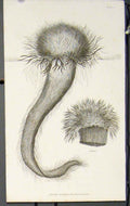 Original Old Antique Print Flower Flowers Plant Plants Flora Faun 19th Century