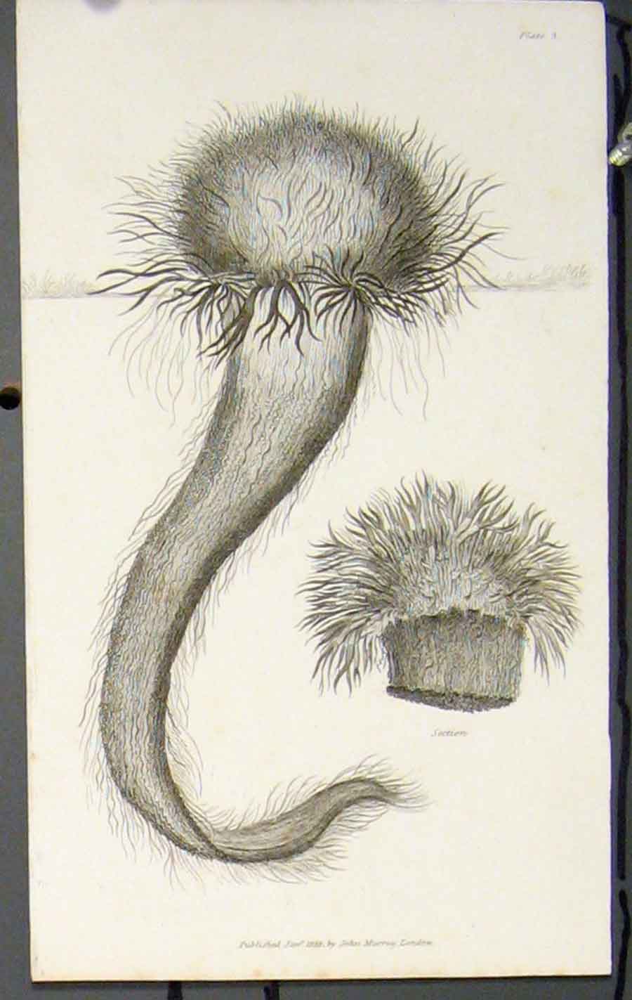 Original Old Antique Print Flower Flowers Plant Plants Flora Faun 19th Century