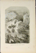 Original Old Antique Print Red Ant Ants Battle Insect Fine Art
