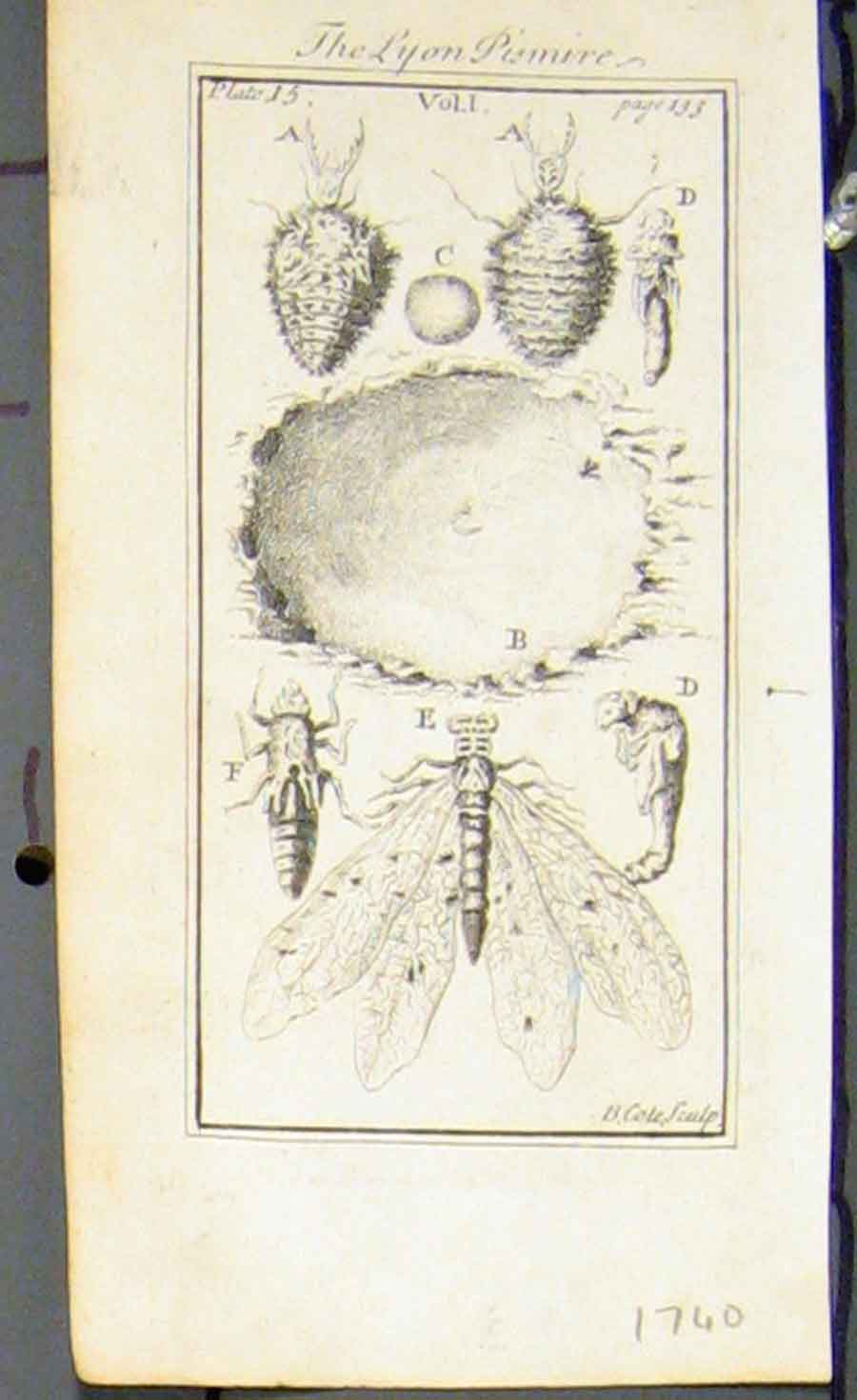 Original Old Antique Print Lyon Pismire Mouth Cuccoon C1740
